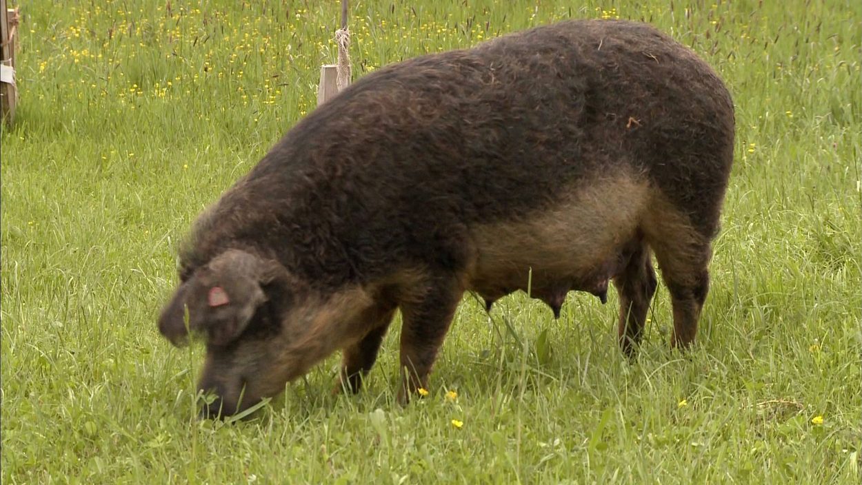 Hog, Pig, Mammal