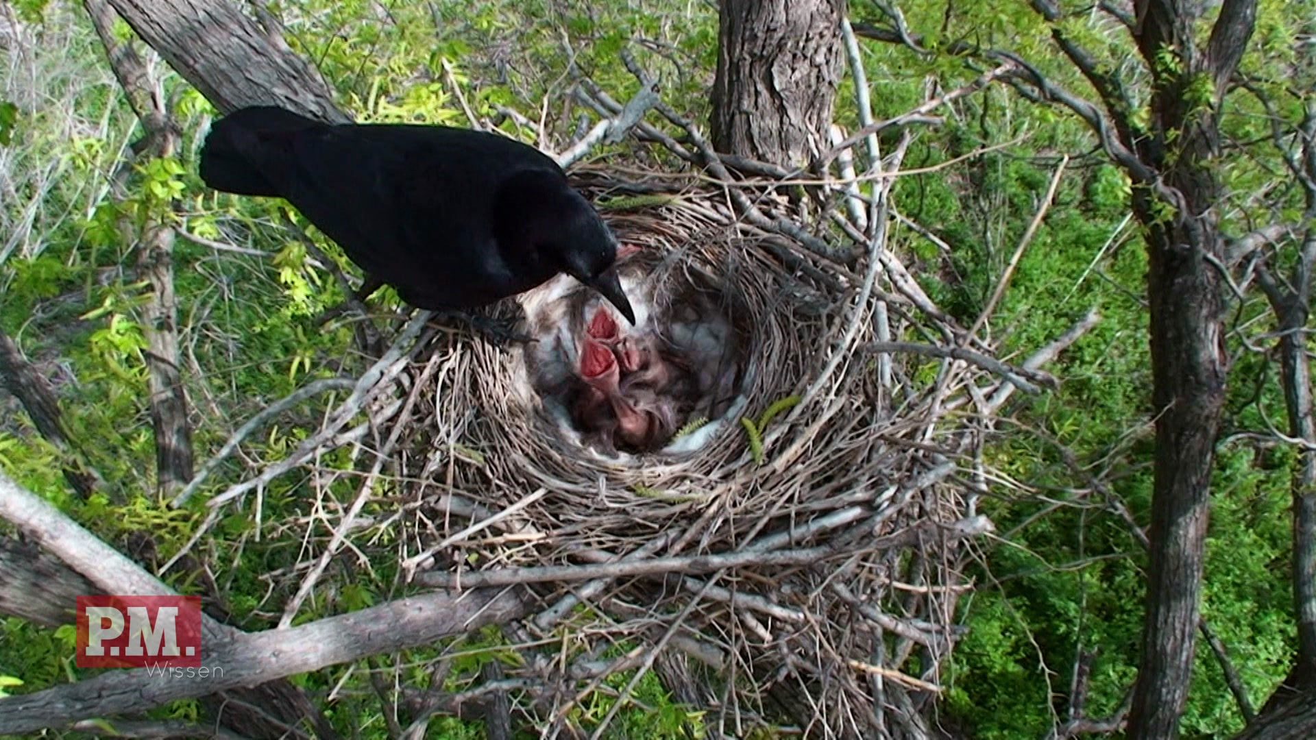 Bird, Animal, Nest