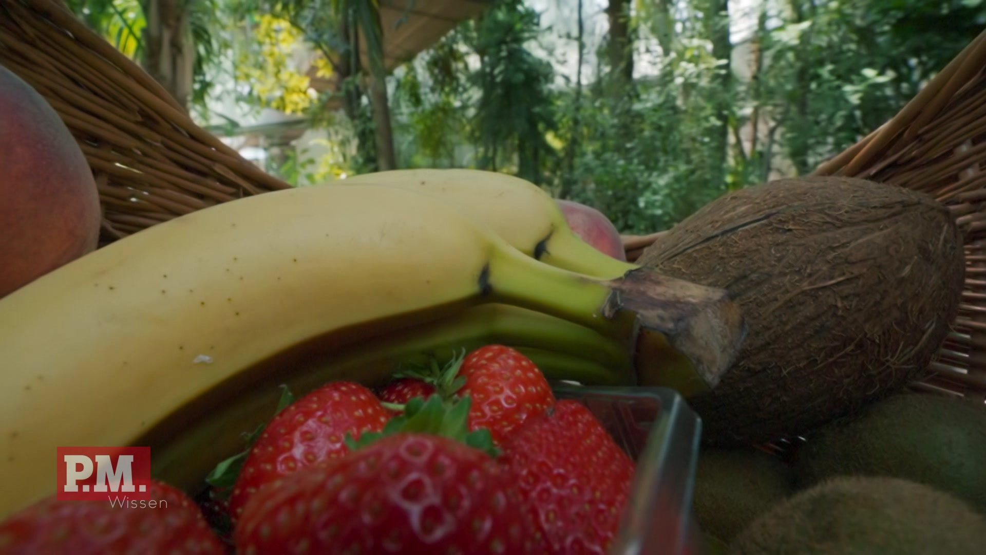 Banana, Plant, Fruit