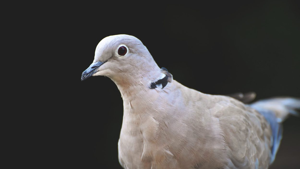 Bird, Animal, Dove