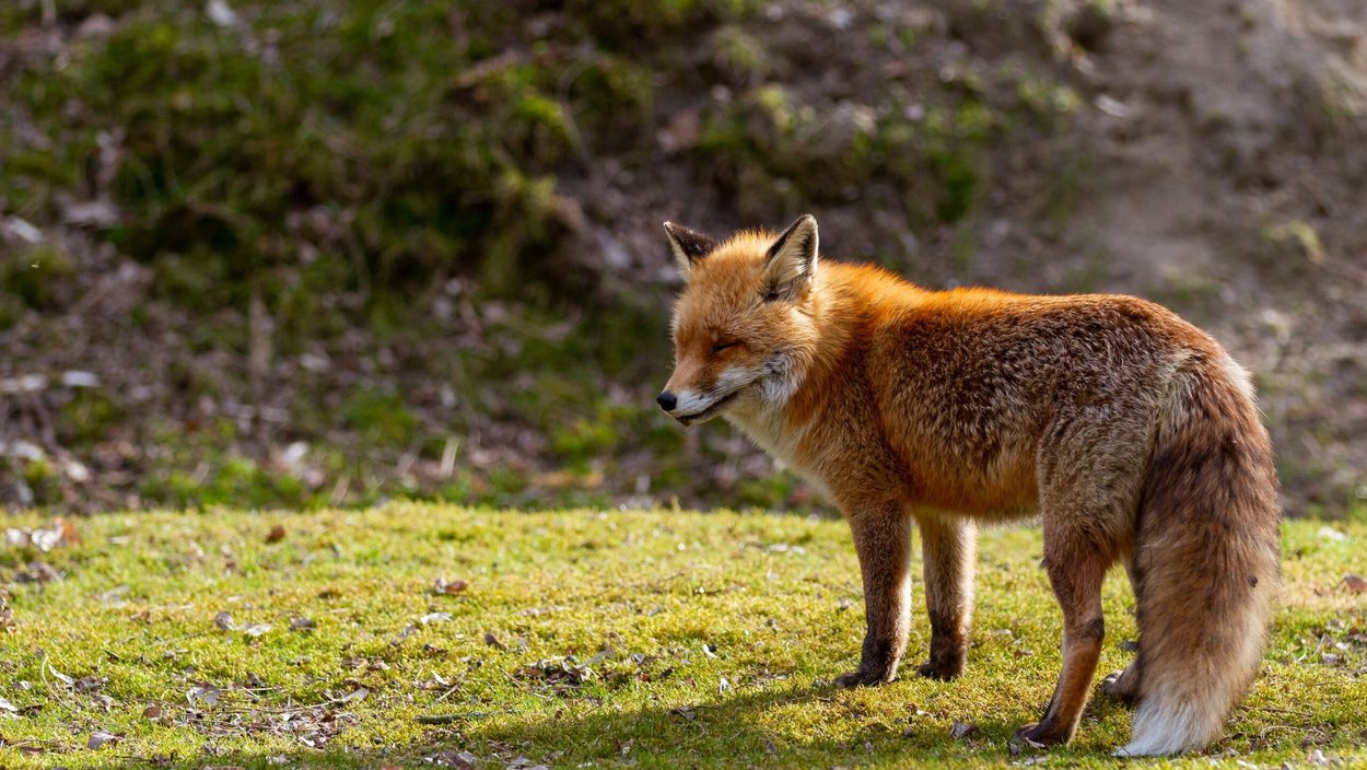 Kit Fox, Fox, Mammal