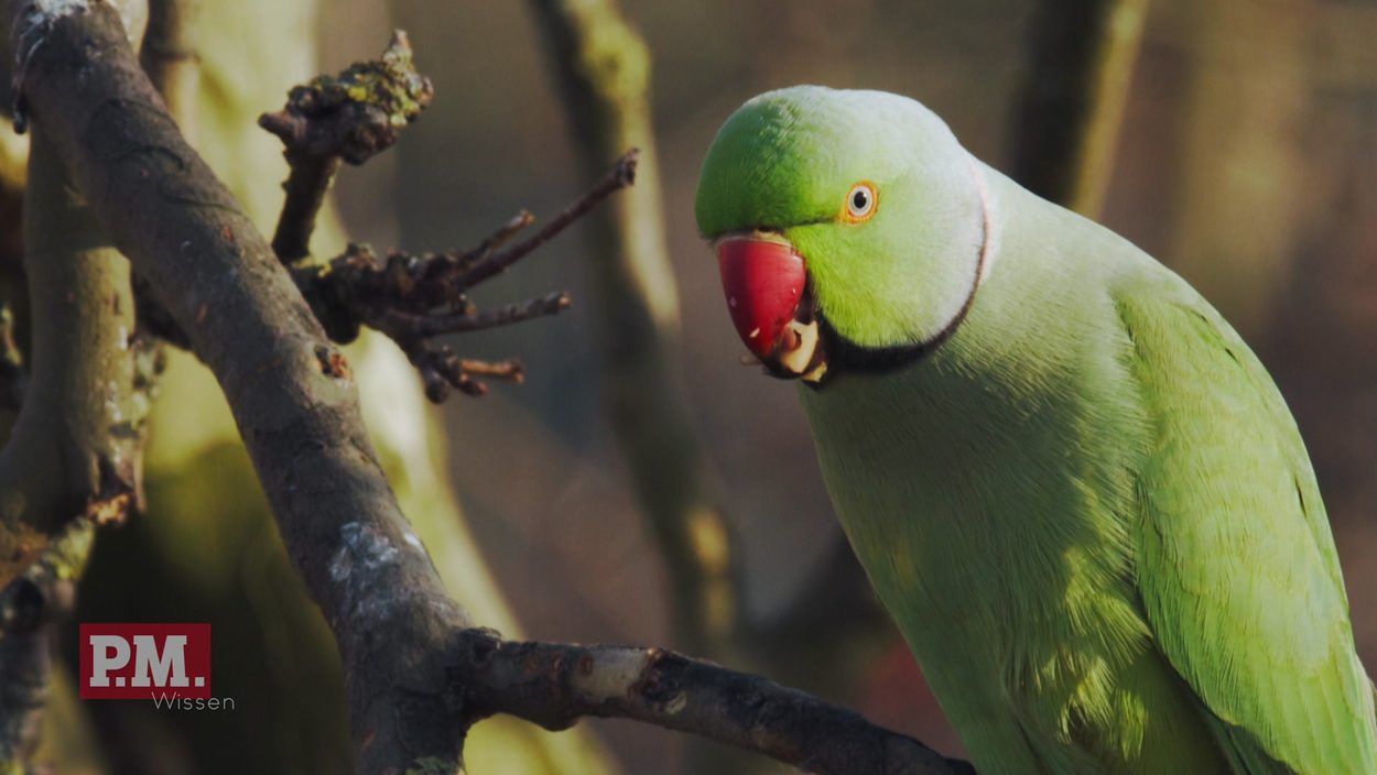 Bird, Animal, Parakeet