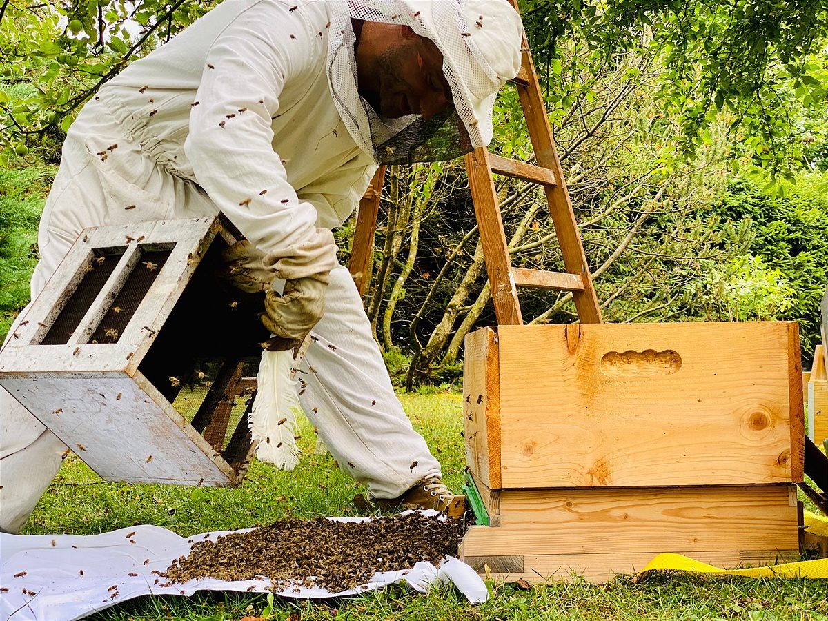 Rettet die Bienen
