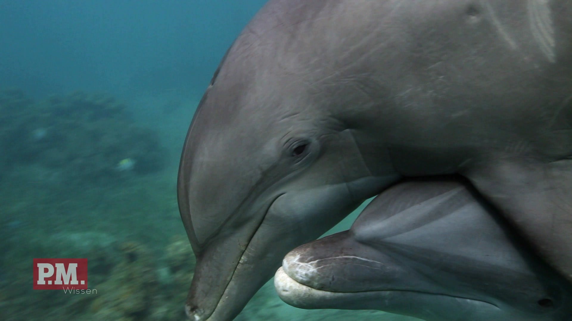 Dolphin, Sea Life, Animal